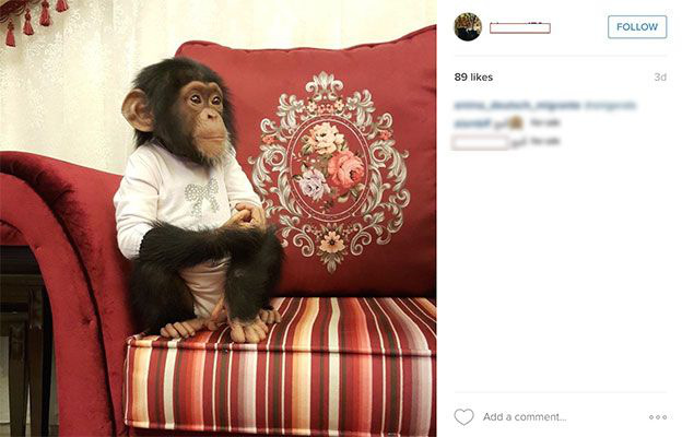 Illegálisan tartott fiatal csimpánz az Instagramon.