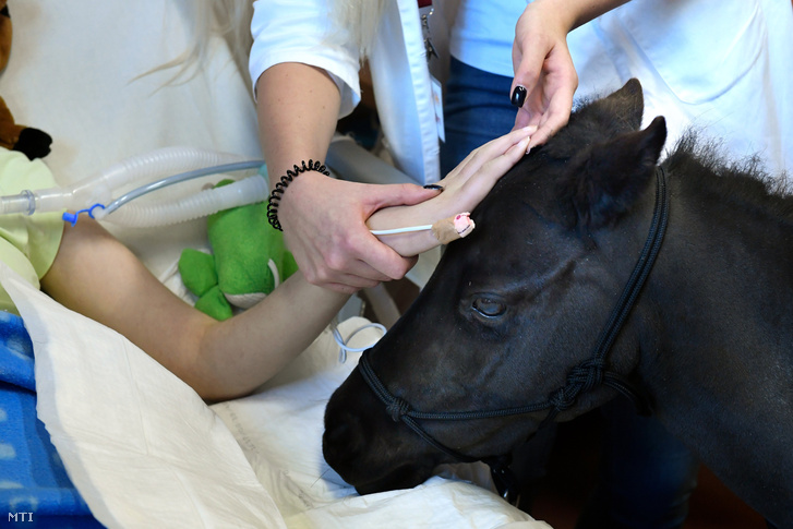 Vertigóval, a négyéves amerikai minilóval ismerkedik egy páciens a speciális lovasterápia bemutatóján a Bethesda Gyermekkórház rehabilitációs osztályán 2018. december 13-án