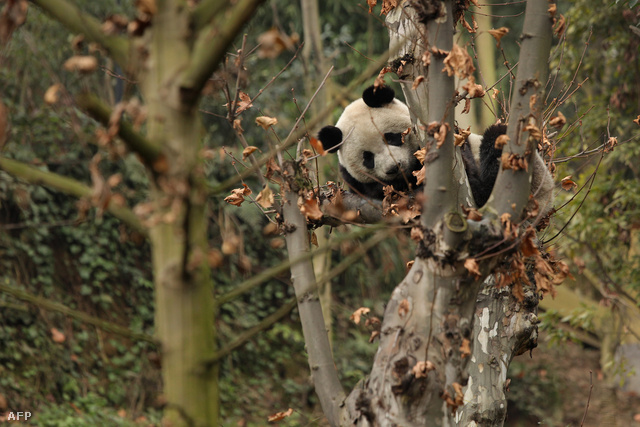 Egy csengdui panda - még a pandamentő kutatóközpont parkjában