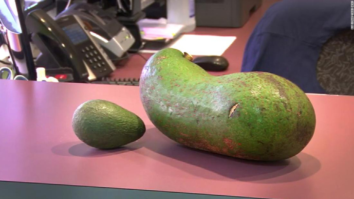 190131132058-worlds-heaviest-avocado-travel-newssource-super-tea