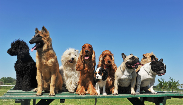 A fajtáknak vannak jellemző tulajdonságaik, de az egy fajtába tartozó kutyák között is nagy különbségek lehetnek