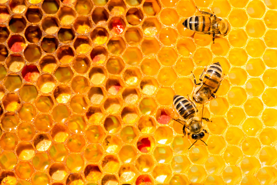 Hány méhet látsz a képen?