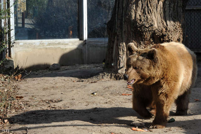 Egy medve lépdel a napsütésben a Fővárosi Állat- és Növénykert kifutójában ahol megláthatta az árnyékát.