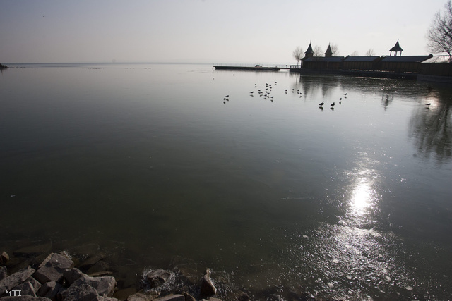 Vadkacsák és sirályok pihennek a Balaton vékony jegén a keszthelyi kikötő közelében.
