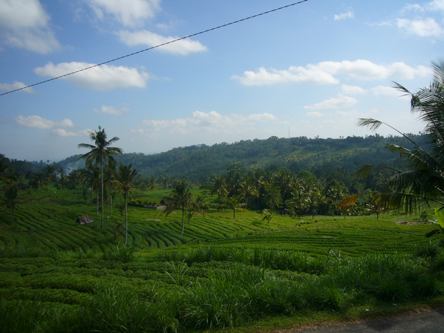 Családi rizsföldek Indonéziában