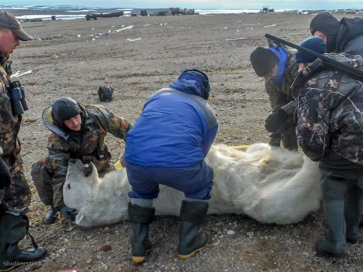Kutatók egy altatólövedékkel elkábított jegesmedvét vizsgálnak Novaja Zemlján, 2011-ben