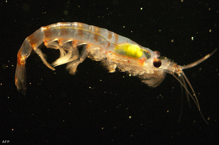 Gyakorlatilag a teljes tengeri állatvilág léte a zooplanktontól függ