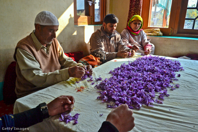 Sáfrányszüret az indiai Kashmirban