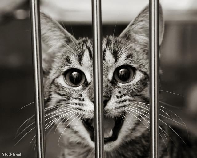 stockfresh 574213 tabby-kitten-in-a-cage-meowing sizeM