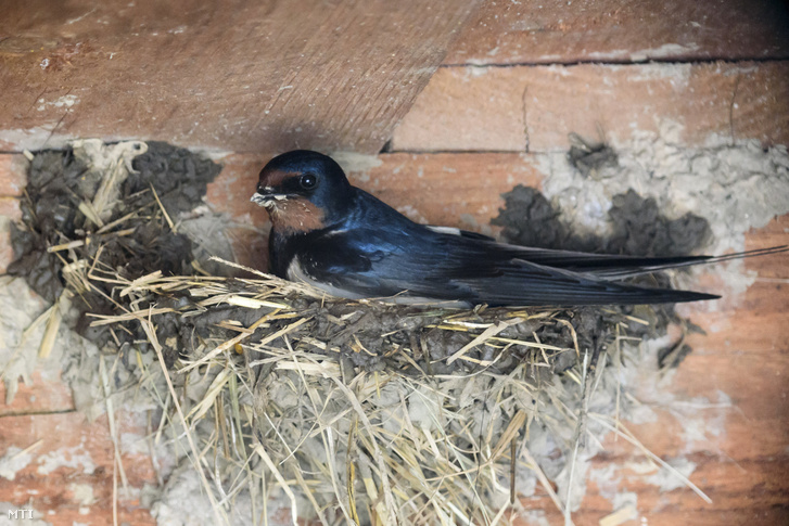 Fészkét építi egy füsti fecske (Hirundo rustica) Karancslapujtőn 2018. április 25-én. A Magyar Madártani Egyesület közlése szerint április és május kiemelt fecskevédelmi időszak, amelyben a lakosságnak óriási szerepe és felelőssége van. A napjainkra teljes egészében városiasodott, sárfészket építő fecskék állománycsökkenésének megállítása, megfordítása a meglévő természetes fészkek és telepek fokozott védelmével - a fészekleverések hatósági bejelentésével -, valamint az ezek mellé kihelyezett műfészkek, sárgyűjtőhelyek létesítésével érhető el.