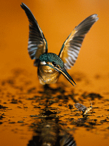 10 Kingfisher animation.gif