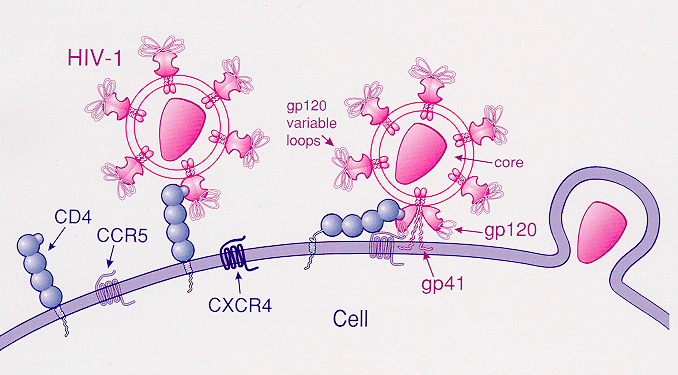 CCR5-delta 32 néven ismert genetikai elváltozás ellenállóvá teszi őket a HIV-vírussal szemben
