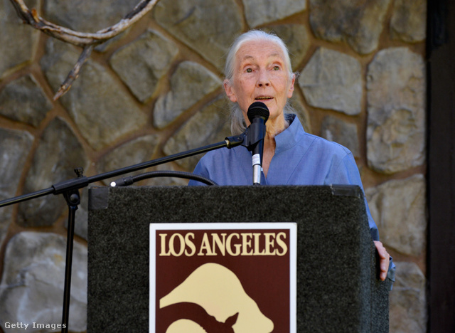 Jane Goodall a Los Angeles-i Állatkertben