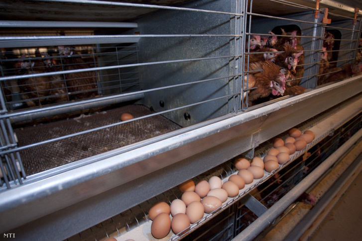 Tyúkok egy EU-kompatibilis étkezési tojást termelõ baromfigazdaságban a Zala megyei Gõsfán.