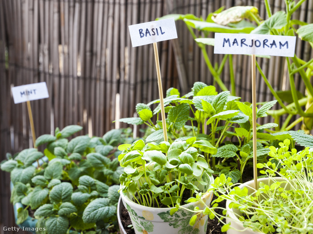 Termessz fűszernövényeket az erkélyeden