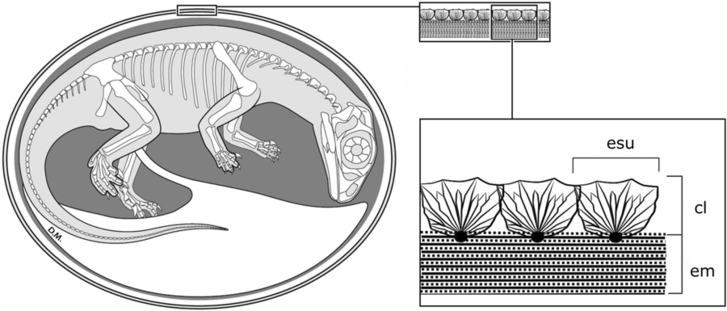 A dinoszaurusztojás szerkezete (esu: meszeshéj-egységek, cl: meszes héj, em: héjhártya)