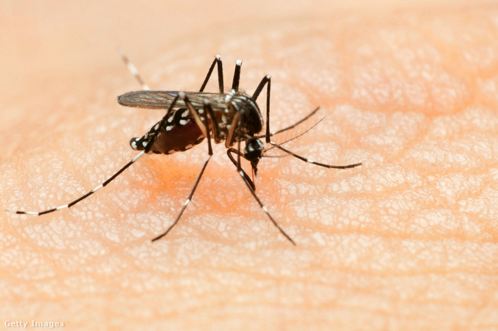 Chikungunya-láz, a dengue-láz és a Zika-vírust is terjesztő egyiptomi csípőszúnyog csípés közben