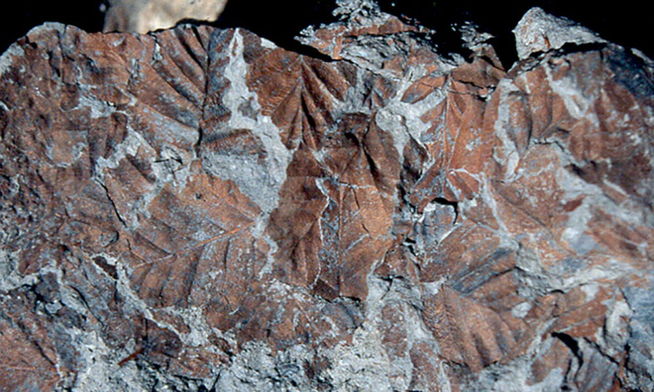 Bükklevél-fosszíliák a Transzantarktiszi-hegységből