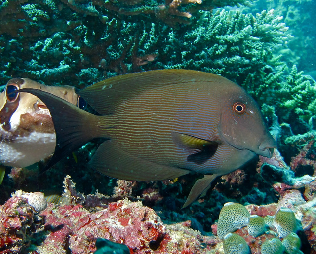 A maitotoxin erről a halról kapta a nevét, mivel először belőle izolálták a mérget. A Tahitin lakó emberek a Ctenochaetus striatus halat maitónak nevezik
