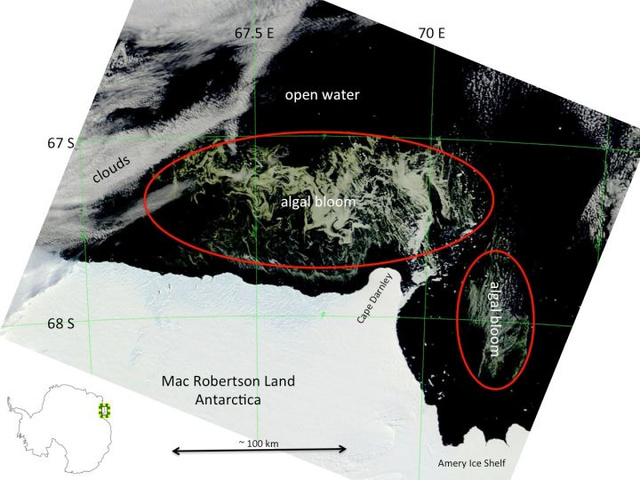 antarctic-algae-bloom-terra
