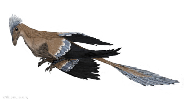 A Microraptor művészi rekonstrukciója