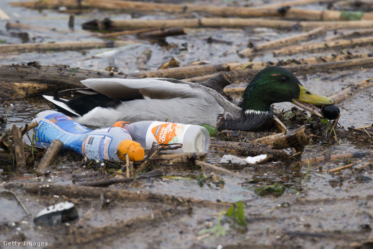 Vadkacsa úszik a műanyag palackok között a Cardiff-öbölben.