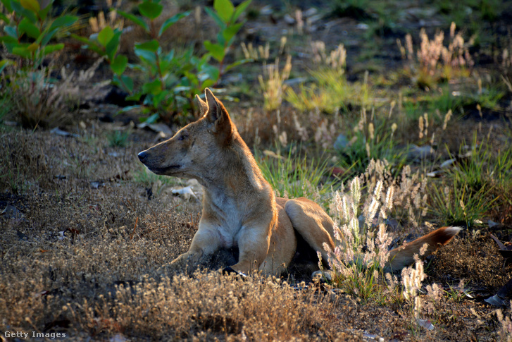 Egy dingó (Canis lupus dingo) a Kakadu nemzeti Parkban