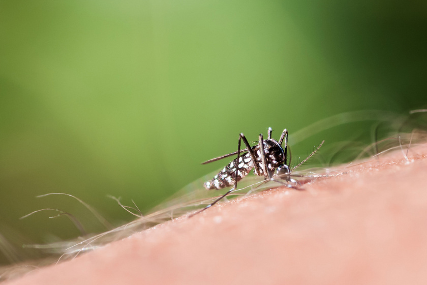 A csikungunya- és dengue-lázat hordozó ázsiai tigrisszúnyog.