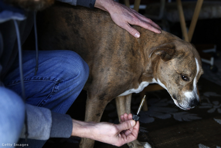 Dixie gazdája adja be a napi kannabisz kivonatot 2019. március 26-án Agawam városában, ami segít csökkenteni a kutya csipő fájdalmát. Az állatorvosok szerint nincs bizonyíték a THC és CDB hatákonyságára