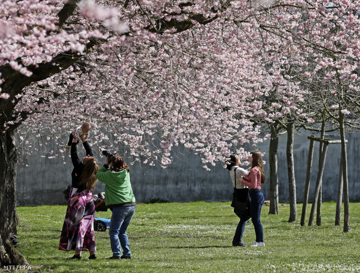 Látogatók virágba borult japán cseresznyefák alatt a schwetzingeni kastély parkjában 2018. április 3-án.