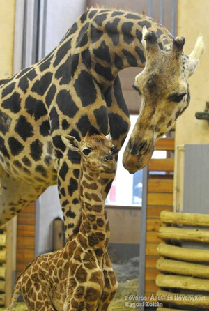 Ő Seraf, a legfiatalabb zsiráfborjú, február 19-én született