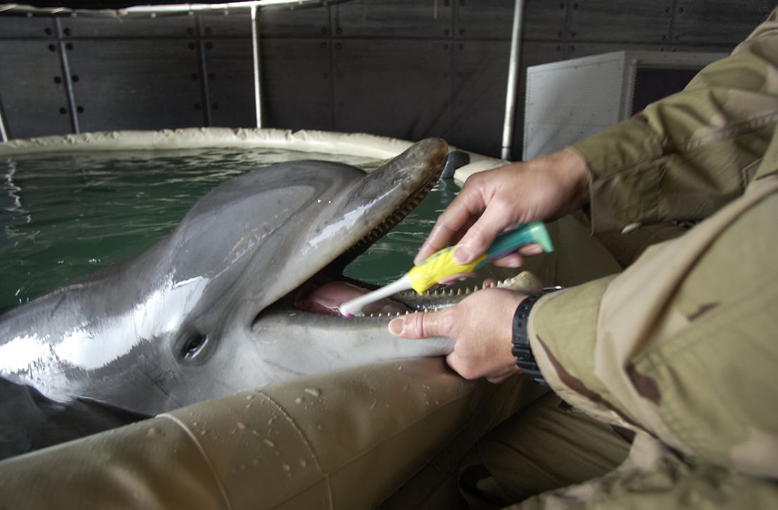 Egy gondozó mossa az egyik palackorrú delfin fogát a USS Gunston Hall hadihajó fedélzetén