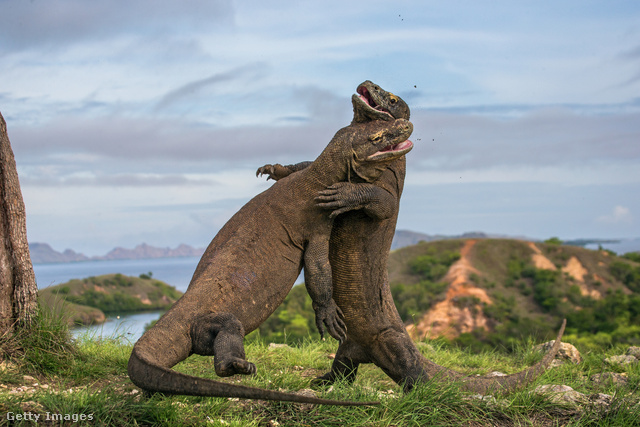 Két komodói sárkány harcol
