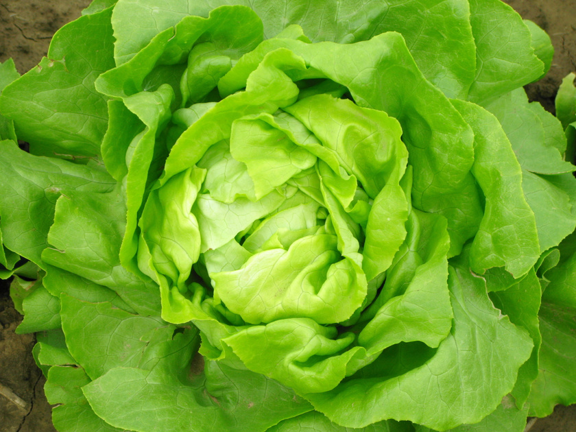 A fejes saláta igazi tavaszi csemege, tele van káliummal, A- és K-vitaminnal, de a víztartalma is kiemelkedően magas. Tojásos nokedli nincs is ilyenkor ropogós saláta nélkül.