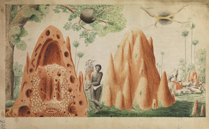 Henry Smeathman vízfestménye a felbontott termeszvárról és a munkát végző rabszolgáról (1781).