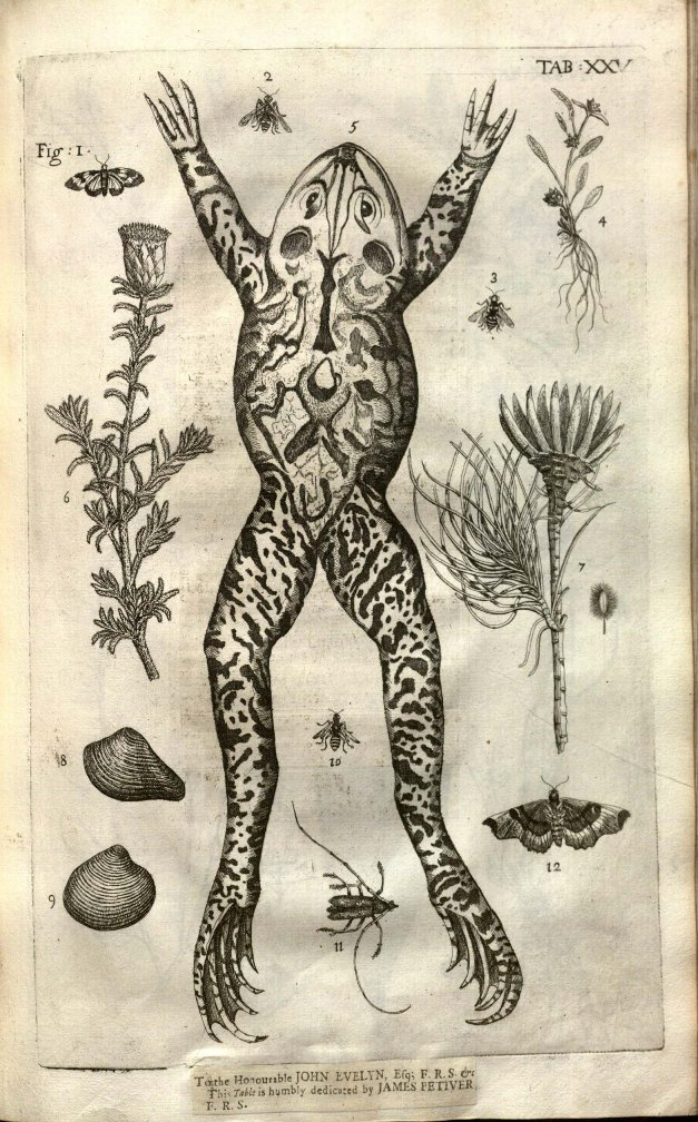 James Petiver kollekciójából származó ökörbéka rajza a gyűjtő egyik könyvéből (1702)