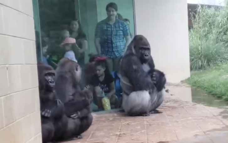 gorilla.png