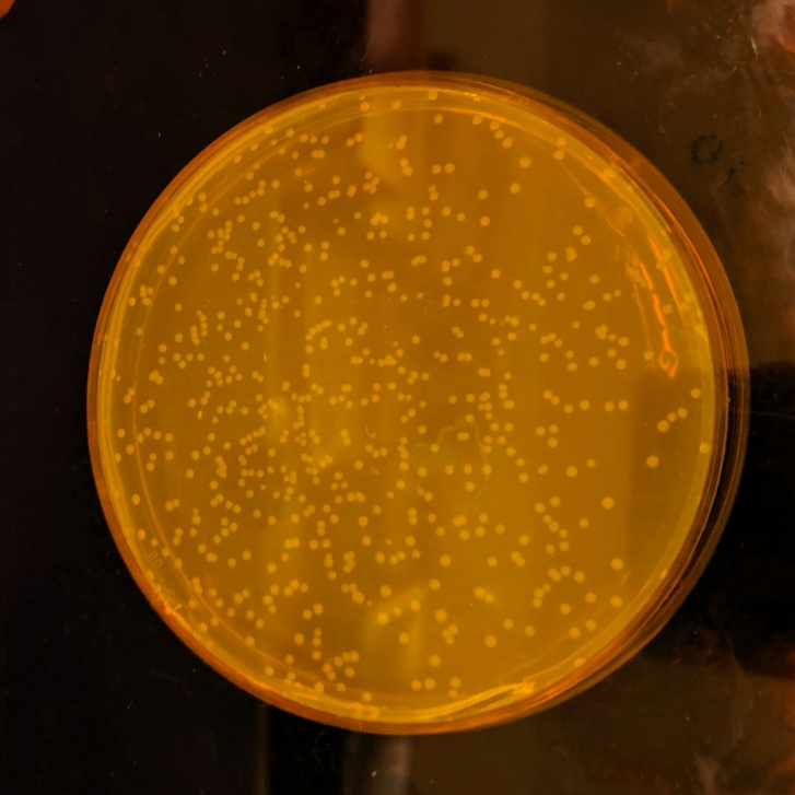A mesterséges genommal felruházott E. coli telepek a Petri-csészében