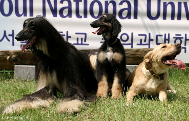 Bal oldalon Tai, a donor kutya, középen Snuppy, jobbra a béranya