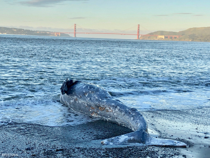 San Francisco közelében partra vetődött fiatal szürke bálna teteme. Szakértők a boncolás során megállapították, hogy az egyéves tengeri emlős súlyosan alultáplált volt.