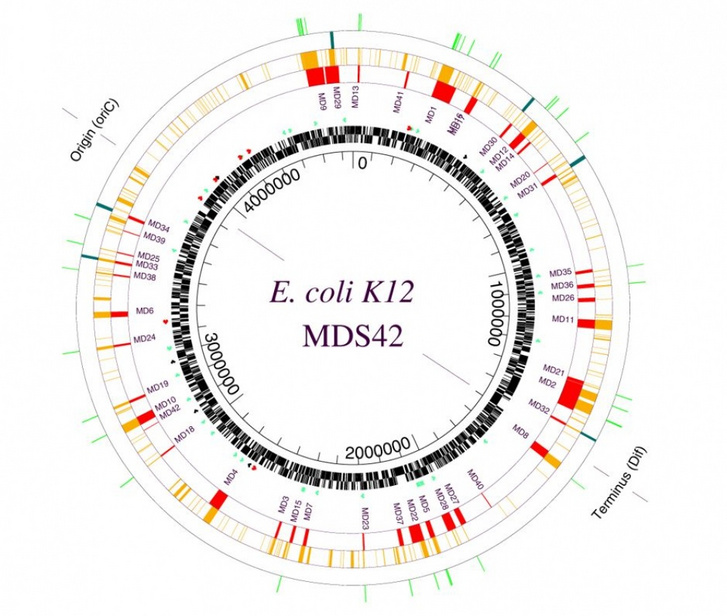 A kólibaktérium kromoszómájának sematikus térképe. A belső kör (fekete) mutatja az eredeti baktérium genomját (4434 gén). Piros blokkok jelölik az MDS42 változatban kiejtett genomszakaszokat (42 szakasz, összesen 704 gén).