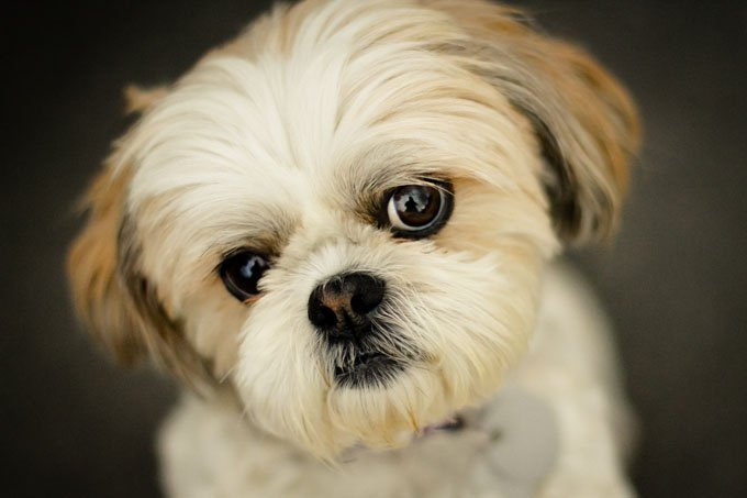 shih-tzu-breed-picture-1