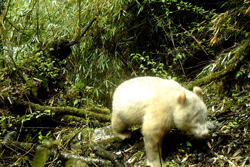 albino-panda