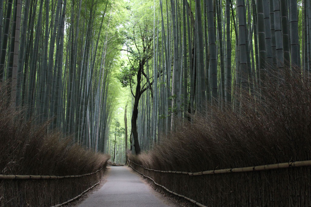 Bambuszliget Kiotó mellett
