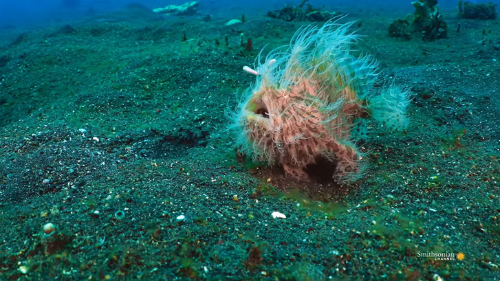frogfish