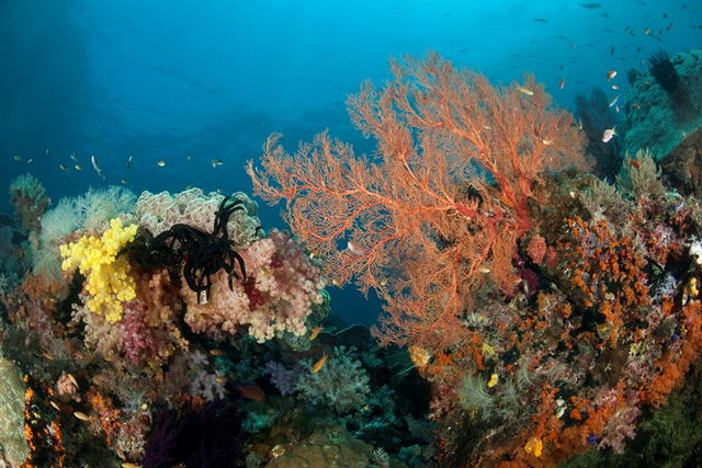 Nem csak a korallzátonyok vannak veszélyben