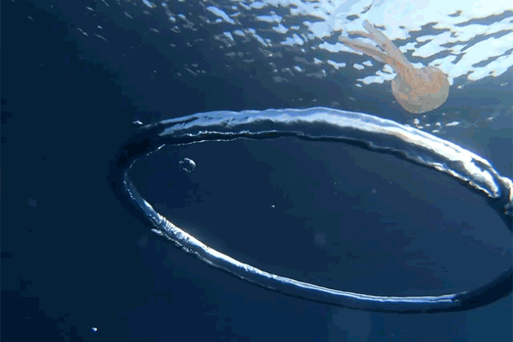 jellyfish-bubble.gif