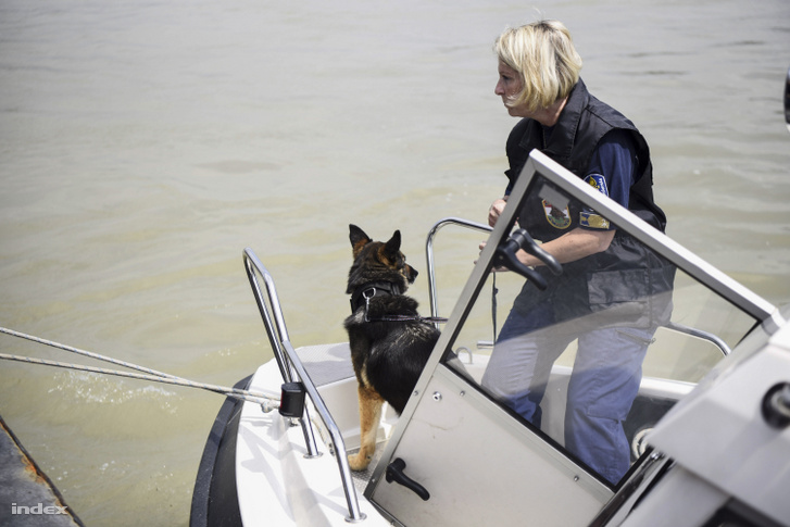 Rendőrkutya hajóból segíti a keresést a Dunán 2019. június 7-én