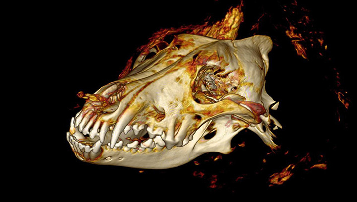 A farkas koponyájának CT-felvétele