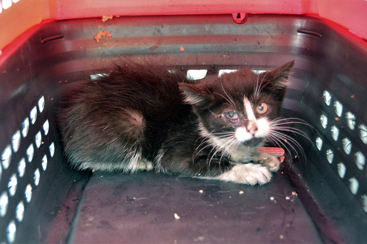 cat-stuck-in-car-brooklyn-rescue-1-1